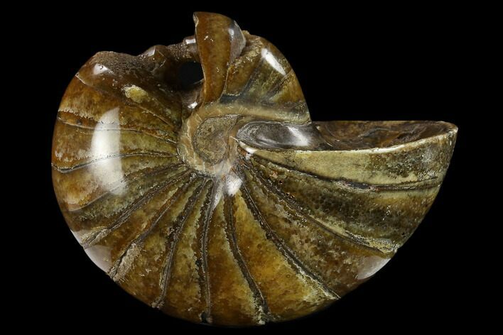 Bargain, Polished Fossil Nautiloid (Cymatoceras) - Madagascar #133184